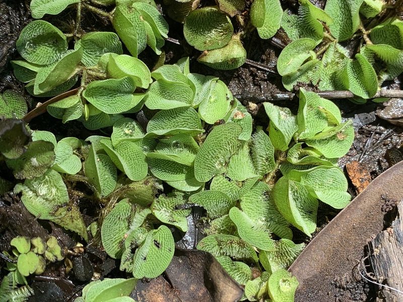 Salvinia molesta, photographed by Laura Clark