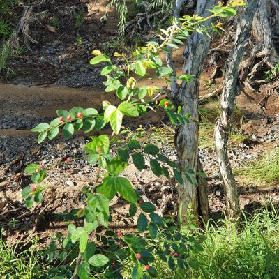 Breynia oblongifolia, photographed by Bethlea Bell