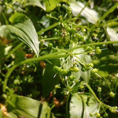 Allium ursinum, photographed by nbasargin