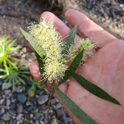 Melaleuca fluviatilis, photographed by Bethlea Bell