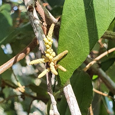Mallotus philippensis, photographed by Bethlea Bell