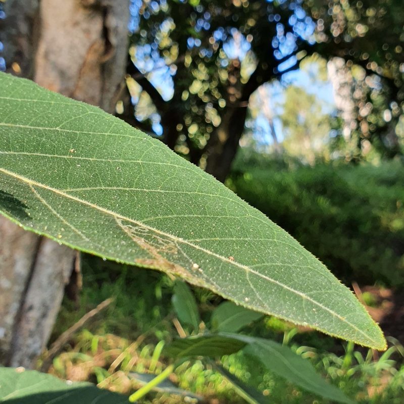 Ficus opposita, photographed by Bethlea Bell