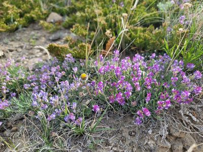 Astragalus spatulatus, photographed by Lauren Markewicz