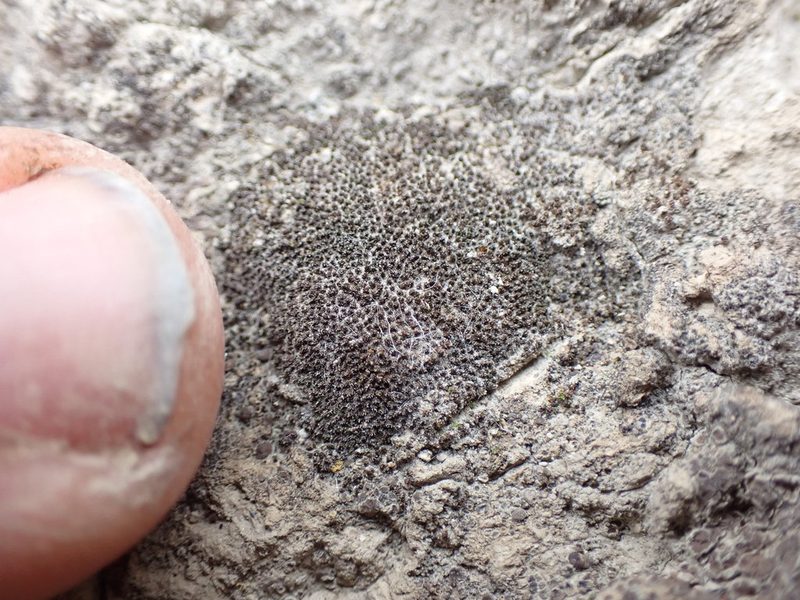 Gertrudiella nevadensis, photographed by Randal