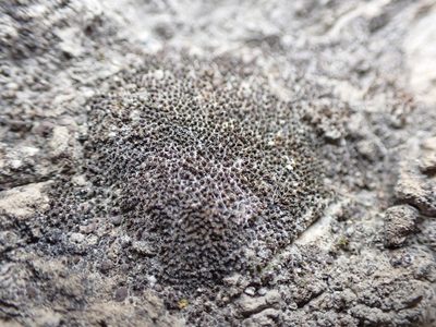 Gertrudiella nevadensis, photographed by Randal