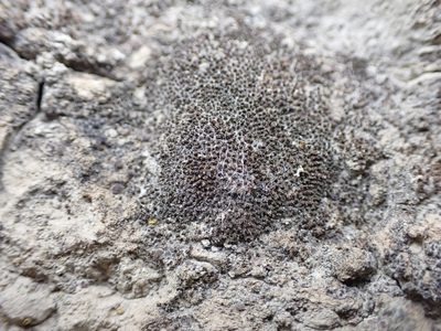 Gertrudiella nevadensis, photographed by Randal