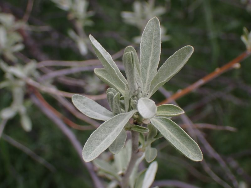 Elaeagnus angustifolia, photographed by Randal