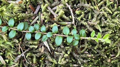 Gaultheria hispidula, photographed by Jamie VanBuskirk