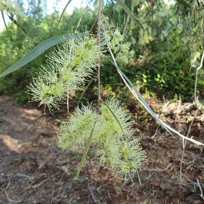Melaleuca fluviatilis, photographed by Bethlea Bell
