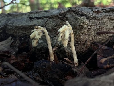Hypopitys monotropa, photographed by Bea Leiderman