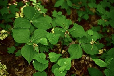 Trillium grandiflorum, photographed by Bernie Paquette