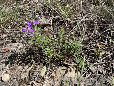 Verbena bipinnatifida, photographed by Clifton Ladd, C.W.B.