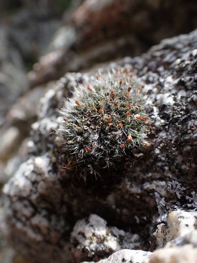 Grimmia calyptrata, photographed by Randal