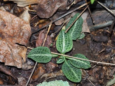 Goodyera pubescens, photographed by Clay Gibbons