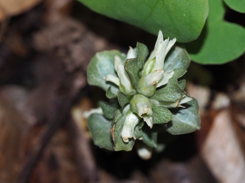 Obolaria virginica, photographed by Clay Gibbons