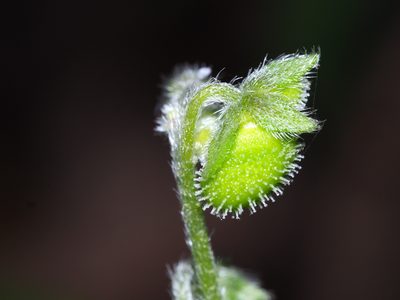 Andersonglossum virginianum, photographed by Clay Gibbons