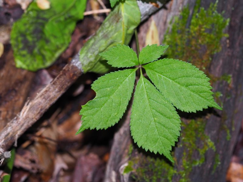 Panax quinquefolius, photographed by Clay Gibbons