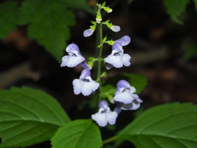 Scutellaria serrata, photographed by Clay Gibbons