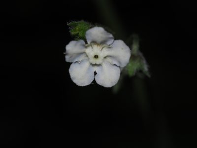 Andersonglossum virginianum, photographed by Clay Gibbons
