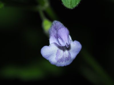 Scutellaria saxatilis, photographed by Clay Gibbons