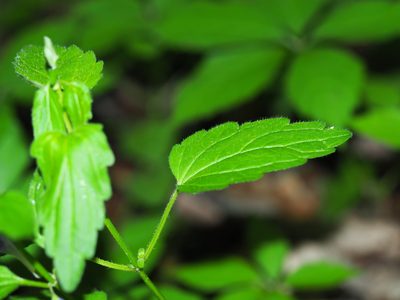 Scutellaria saxatilis, photographed by Clay Gibbons