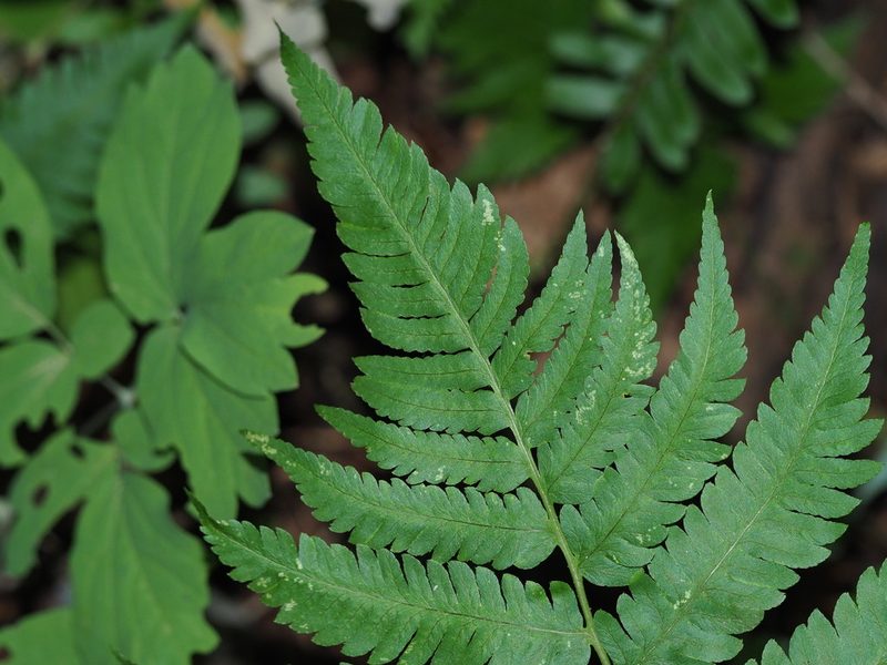 Dryopteris goldieana, photographed by Clay Gibbons