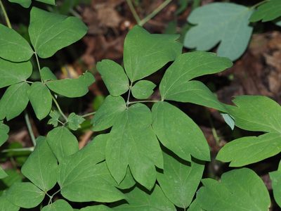 Caulophyllum thalictroides, photographed by Clay Gibbons
