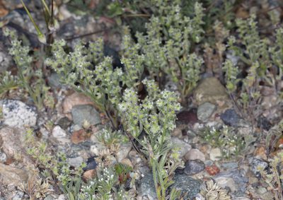 Cryptantha recurvata, photographed by Steve Matson