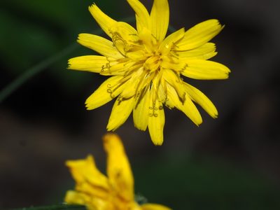 Hieracium venosum, photographed by Clay Gibbons