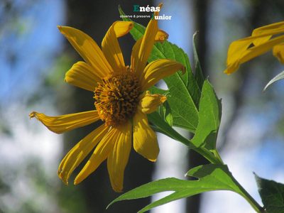 Tithonia diversifolia, photographed by Enéas V. Gouvêa Junior