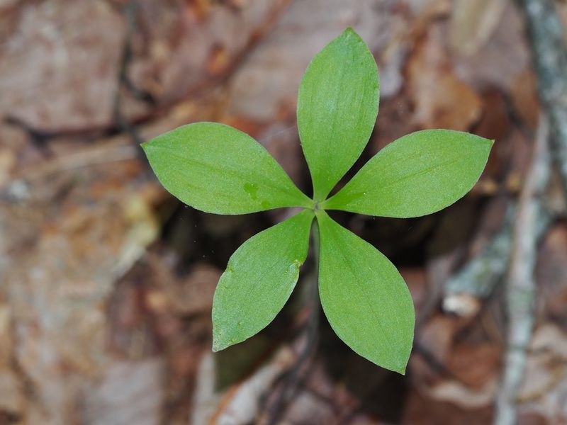 Isotria verticillata, photographed by Clay Gibbons