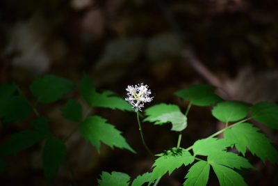 Actaea pachypoda, photographed by Bernie Paquette