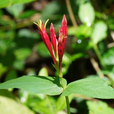 Spigelia marilandica, photographed by Daniel S. Katz