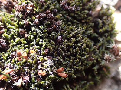 Grimmia ovalis, photographed by Randal