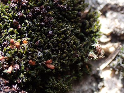 Grimmia ovalis, photographed by Randal