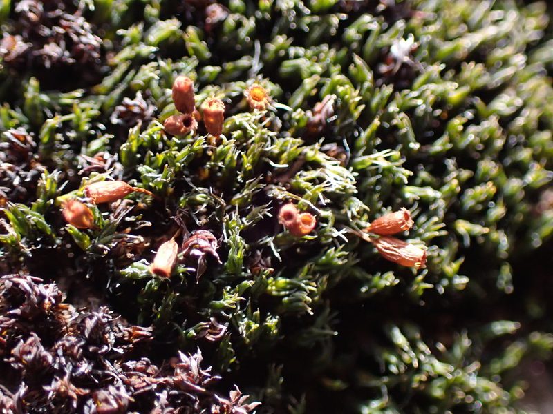 Grimmia ovalis, photographed by Randal