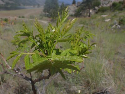 Rhus glabra, photographed by Randal
