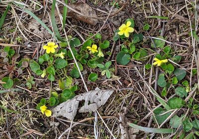 Viola sempervirens, photographed by John A Haskins