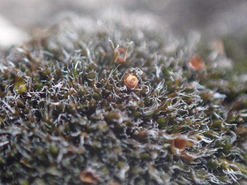 Grimmia anodon, photographed by Randal