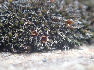 Grimmia anodon, photographed by Randal