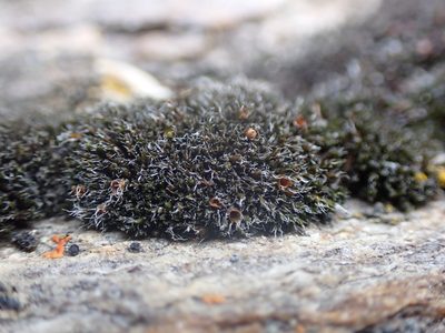 Grimmia anodon, photographed by Randal