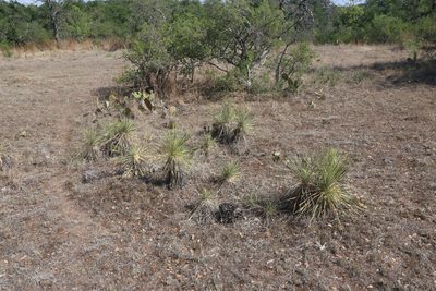 Yucca constricta, photographed by Reid Hardin