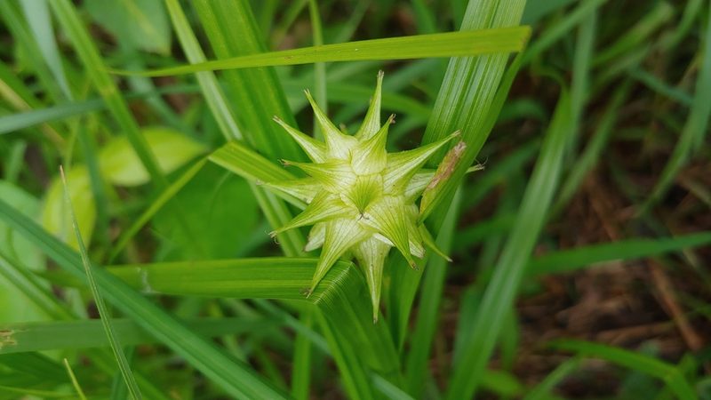Carex grayi, photographed by Ryan Sorrells