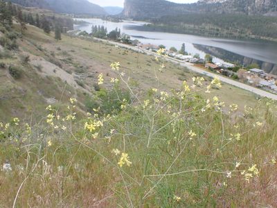 Sisymbrium altissimum, photographed by Randal