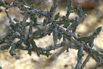 Cylindropuntia leptocaulis, photographed by Precambrian Rabbit