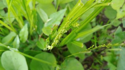 Carex davisii, photographed by Ryan Sorrells