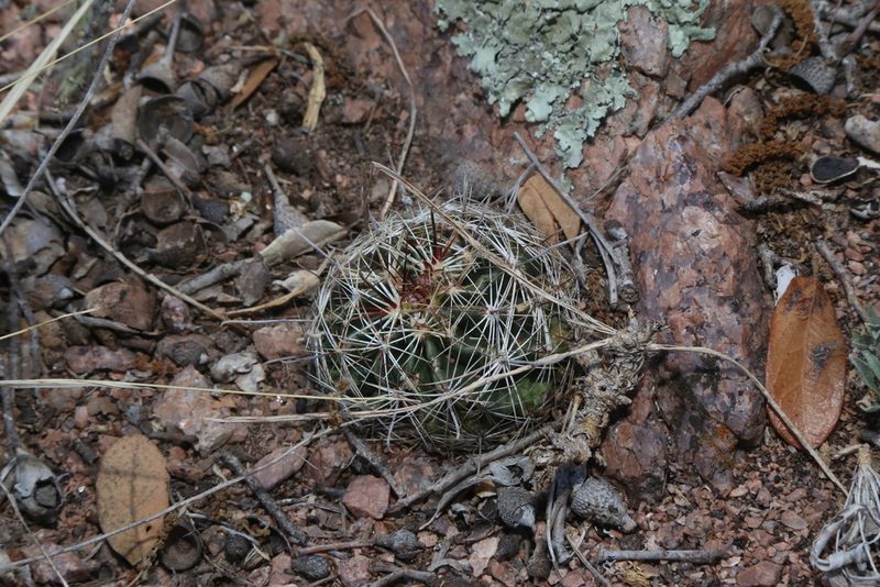 Thelocactus setispinus, photographed by Reid Hardin