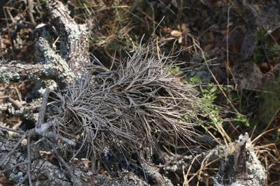 Tillandsia recurvata, photographed by Reid Hardin