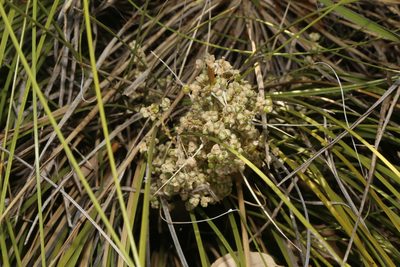 Nolina texana, photographed by Reid Hardin