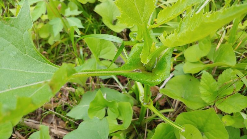 Silphium perfoliatum, photographed by Ryan Sorrells